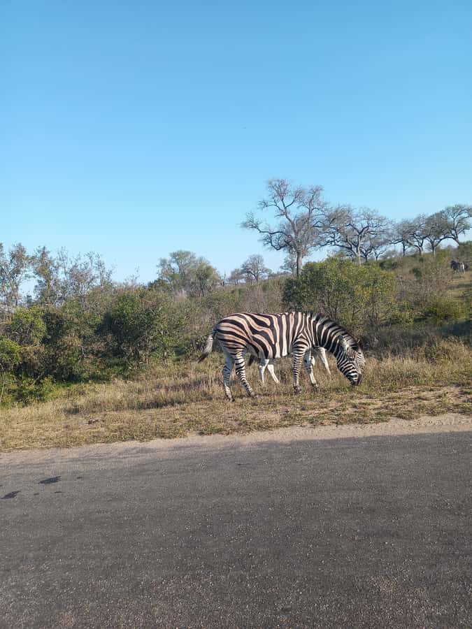 Pilanesberg National Park - Breaks, photo stops, and making the most of the open vehicle