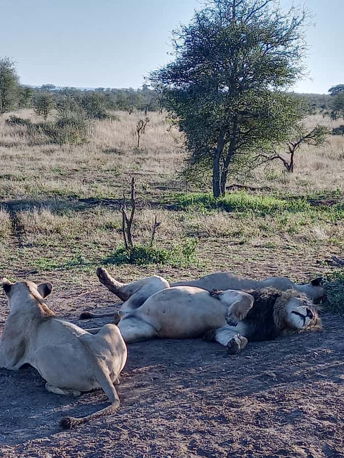 Pilanesberg National Park - Returning to Gauteng before sunset: what the schedule says about fatigue