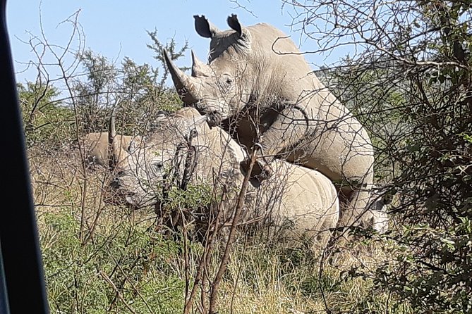 Pilanesberg National Park Day Tour from Pretoria, every SATURDAY - What Happens Once You Arrive: Game Viewing, Stops, and a Real Wildlife Rhythm