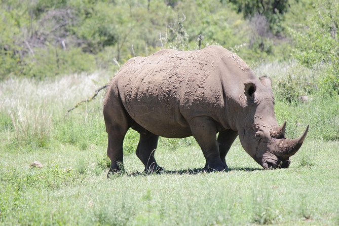 Pilanesberg National Park Day Tour from Pretoria, every SATURDAY - Should You Book the Pilanesberg Day Tour from Pretoria?