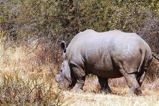 Pilanesberg National Park Full Day Safari From Johannesburg - What You Can Realistically See: Big Five Chances in Pilanesberg