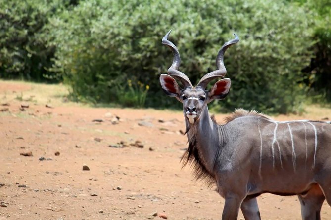 Pilanesberg National Park Full Day Safari From Johannesburg - Lunch Timing, African Food Options, and Photo Extras
