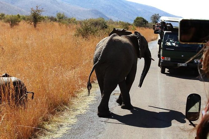 Pilanesberg National Park Full Day Safari From Johannesburg - Transport, Group Size, and Comfort on a Full-Day Loop