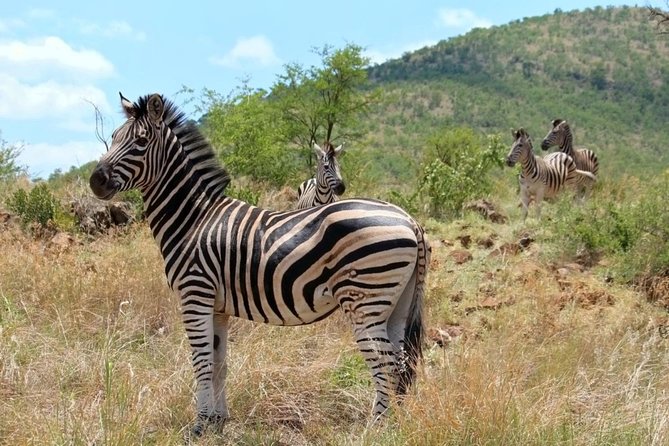 Pilanesberg National Park Full Day Safari From Johannesburg - Riding Out to Pilanesberg National Park With Hotel Pickup