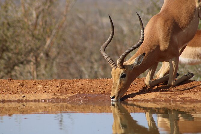 Pilanesberg National Park Safari in Open Vehicle from Johannesburg - Why Pilanesberg from Johannesburg feels like a smart trade