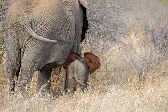 Pilanesberg National Park Safari in Open Vehicle from Johannesburg - What to expect on wildlife sightings, and how to not get disappointed