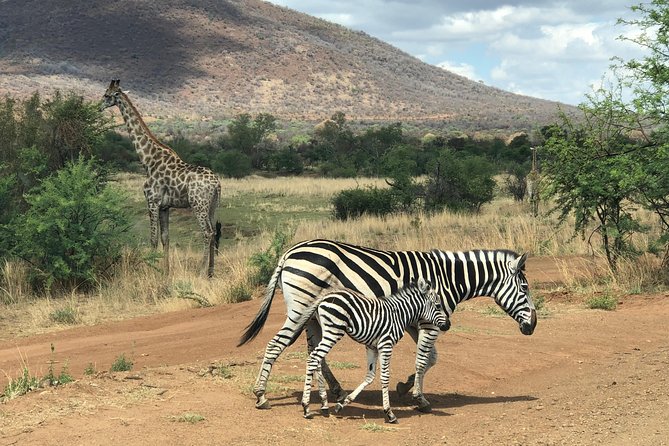 Pilanesberg National Park Safari in Open Vehicle from Johannesburg - The lodge break and lunch at Kwa Maritane or Bakubung