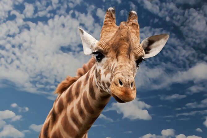 Pilanesberg National Park Safari in Open Vehicle from Johannesburg - Who this safari suits best, and who might want to think twice