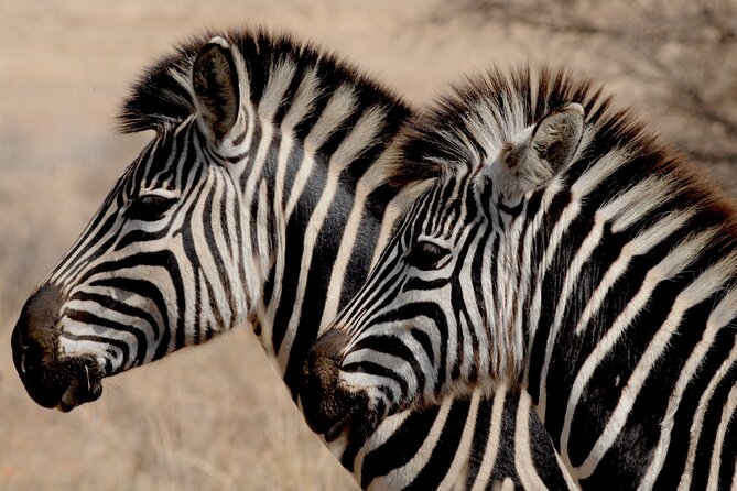 Pilanesberg National Park Safari in Open Vehicle from Johannesburg - 5:30am pickup and the no-stress drive to the park