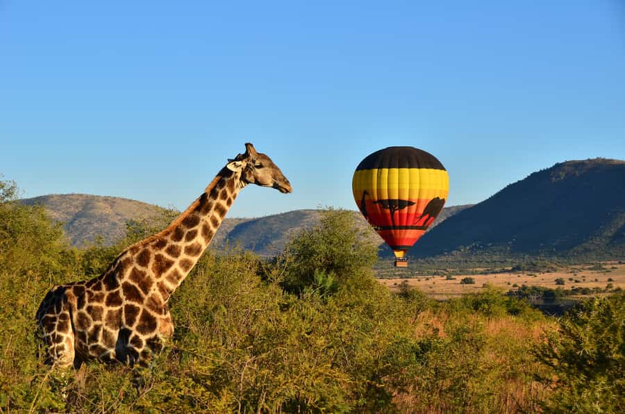 Pilanesberg National Park/Sun City Hot Air Balloon Safari - Wildlife odds and what to expect when scanning from the sky