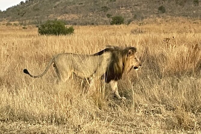 Pilanesberg National Park Tour - Key things you will notice on this Pilanesberg safari