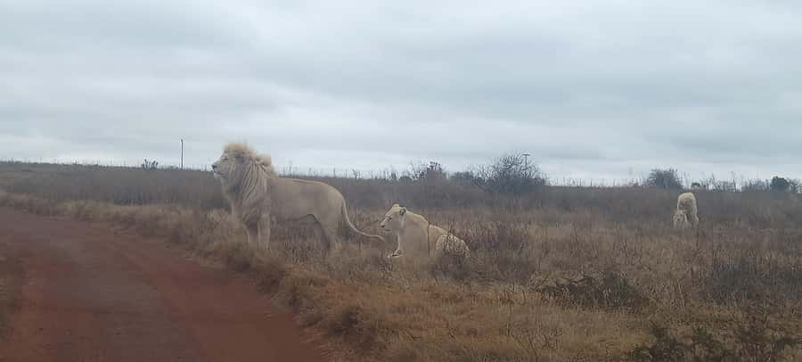 Pilanesberg National Park - Price and value: what $248 buys you, and what to compare it to