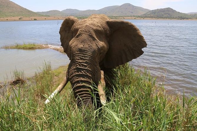 Pilanesberg Nature Reserve - Key highlights worth getting excited about