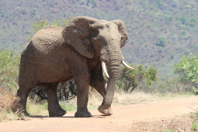 Pilanesberg Nature Reserve - Why Pilanesberg Is a Big Five Safari That Feels Close to Pretoria