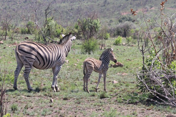 Pilanesberg Nature Reserve - Riding an Open Game Viewer for Better Big Cat Spotting