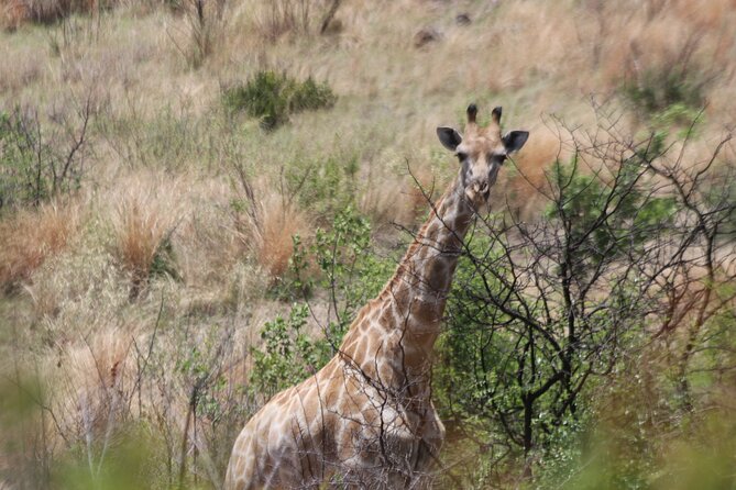 Pilanesberg Nature Reserve - After-Safari Shopping at Chameleon African Curio Market (186 Stalls)