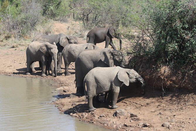 Pilanesberg Nature Reserve - What You Really Pay: Price, Inclusions, and Value at $229.31