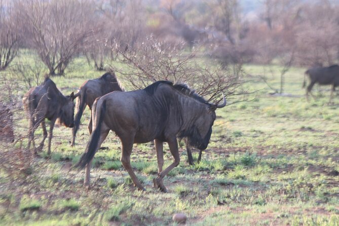 Pilanesberg Nature Reserve - Practical Tips to Make Your Day Safari Smoother