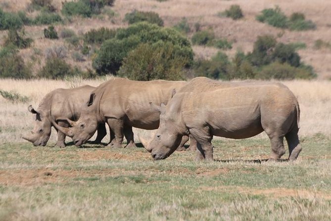 Pilanesberg Nature Reserve - The 06h00 Pickup and the Drive Into Pilanesberg (So You Catch More Action)