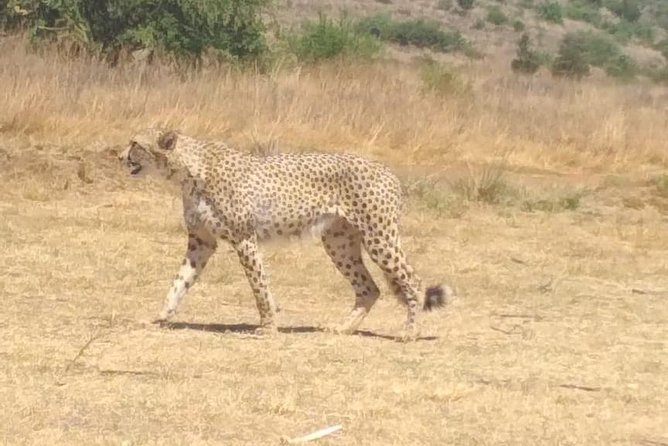 Pilanesberg Safari Fullday - What you can see at Pilanesberg, beyond the Big 5 checklist