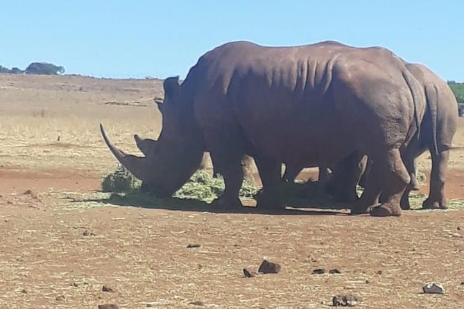Pilanesberg Safari Fullday - Birdwatching with 360 species: how to make it fun instead of homework