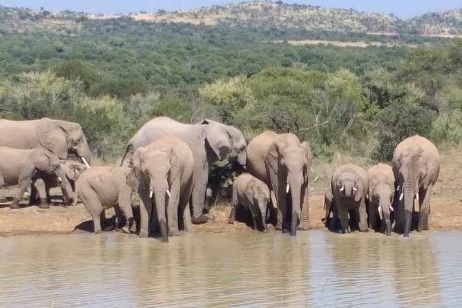 Pilanesberg Safari Fullday - Lunch timing and why it can turn into a wildlife moment