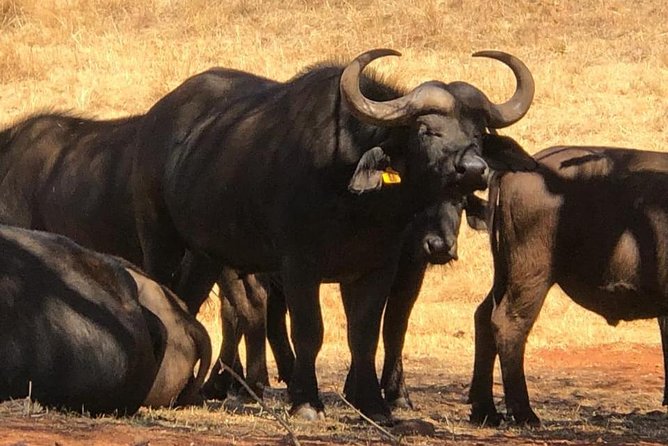 Pilanesberg Safari Fullday - Guides and drivers: small details that make a big difference