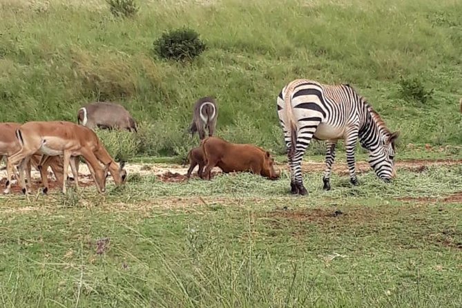Pilanesberg Safari Fullday - Price and value: what $144.25 buys you here