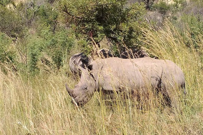Pilanesberg Safari Fullday - Two open-vehicle safari drives: the real value of this format