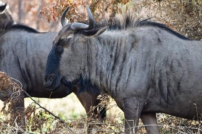 Pilanesberg Safari Open vehicle game Full Day - Why Pilanesberg Makes a Great Pretoria Safari Day
