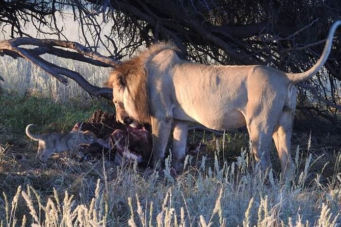 Pilanesberg Safari Open vehicle game Full Day - Two Peak-Time Game Drives: How You Turn Sightings Into a Real Safari
