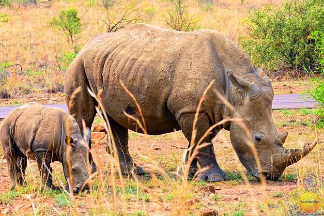 Pilanesberg Safari Open vehicle game Full Day - Ranger Guidance: The Difference Between Seeing and Understanding