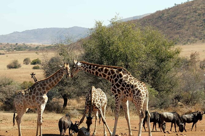 Pilanesberg Safari Open vehicle game Full Day - What You Can Realistically Expect to See