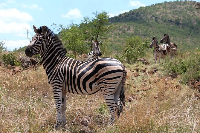 Pilanesberg Safari Open vehicle game Full Day - Wi-Fi on Board: Useful for Sanity, Not Safari Magic