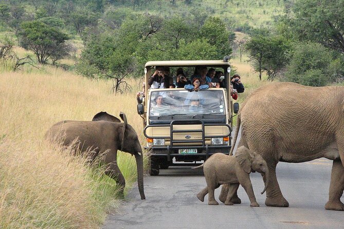 Pilanesberg Safari Open vehicle game Full Day - The Open Safari Vehicle: Big Views, Real World Considerations