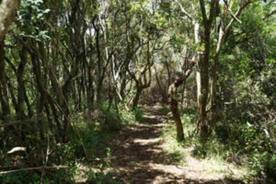 Plettenberg: 2-Hour Zipline Tour - Key highlights worth knowing