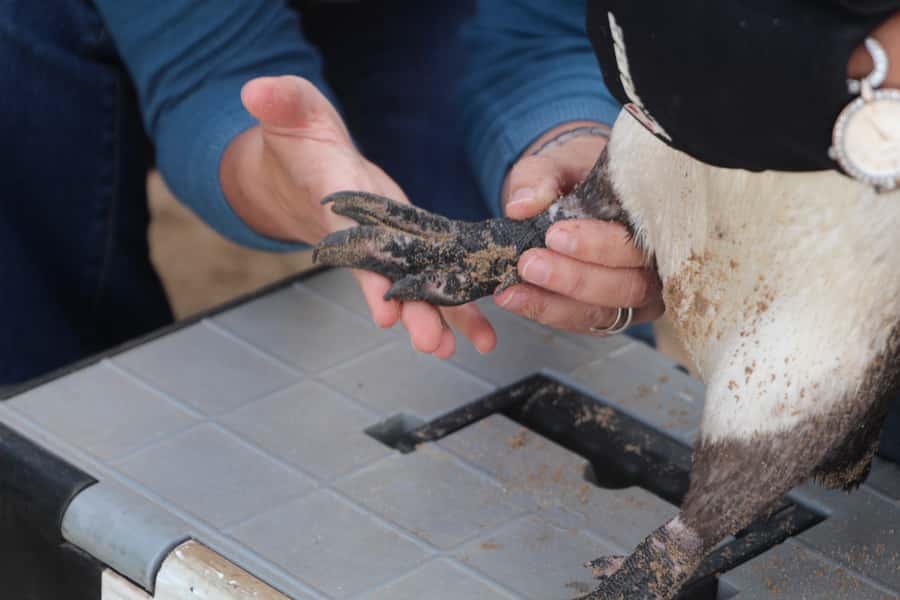 Plettenberg Bay: Cats in Conservation Full Day Tour - Breakfast, Lunch, and the Built-in Pace That Keeps You From Rushing