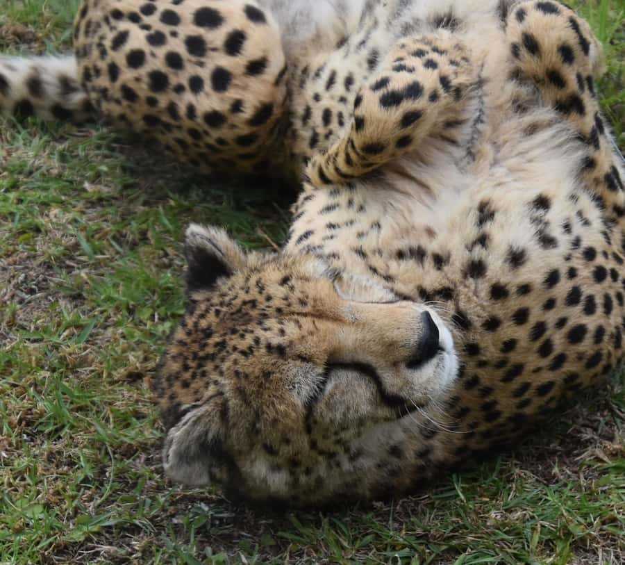 Plettenberg Bay: Cats in Conservation Full Day Tour - Life-Enrichment Exercises for Non-Releasable Cats