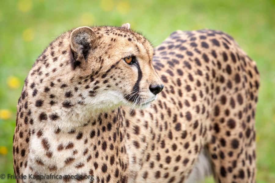 Plettenberg Bay: Cats in Conservation Full Day Tour - End of Day: Securing Animals for the Night