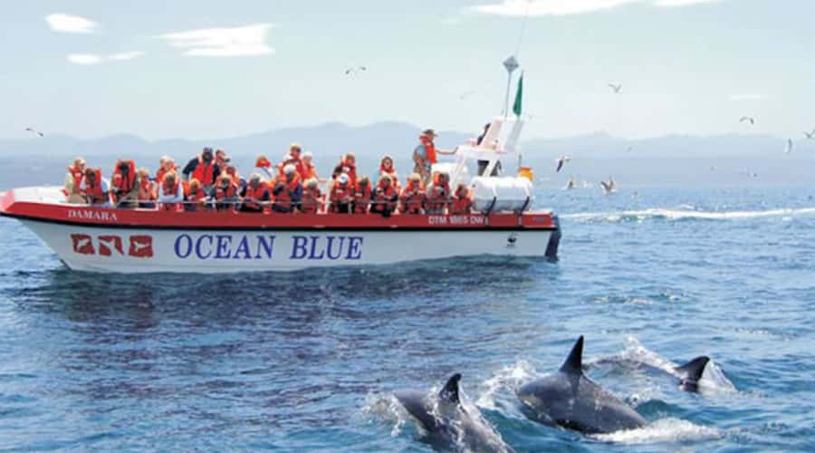 Plettenberg Bay: Dolphin and Marine Boat Tour - Key things I’d watch for on this tour
