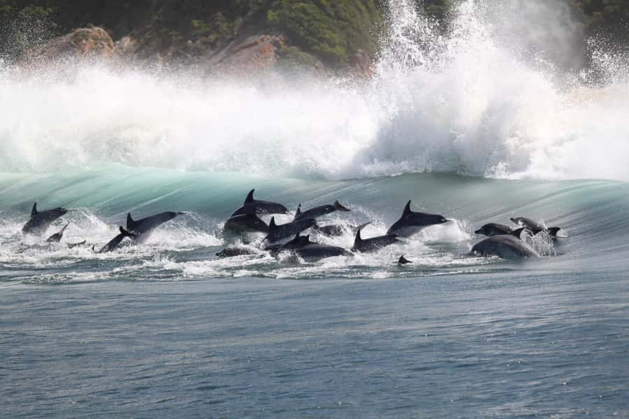 Plettenberg Bay: Dolphin and Marine Boat Tour - Price and value: what $46 buys you in Plettenberg Bay