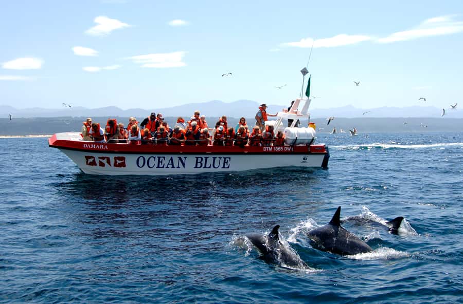 Plettenberg Bay: Dolphin and Marine Boat Tour - First impressions: boarding at Ocean Blue Adventures