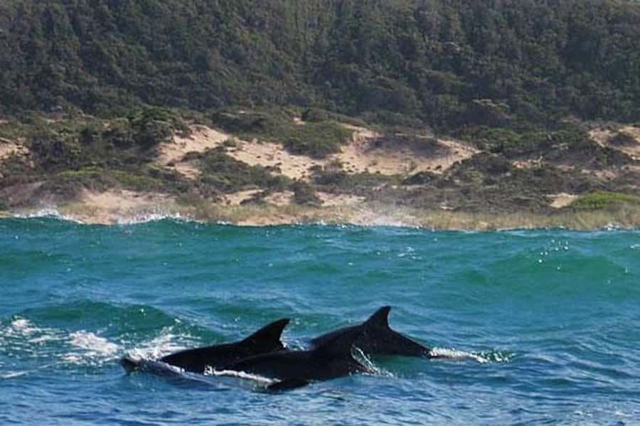 Plettenberg Bay: Dolphin and Marine Boat Tour - Robberg Peninsula: the wild side and wider whale chances
