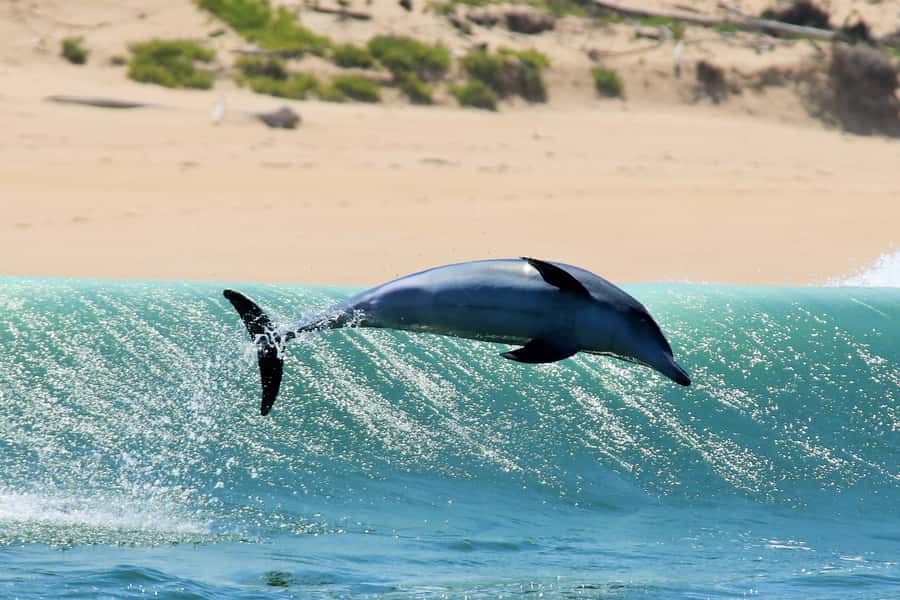 Plettenberg Bay: Dolphin and Marine Boat Tour - Seals and sharks: the ever-growing Cape Fur Seal colony