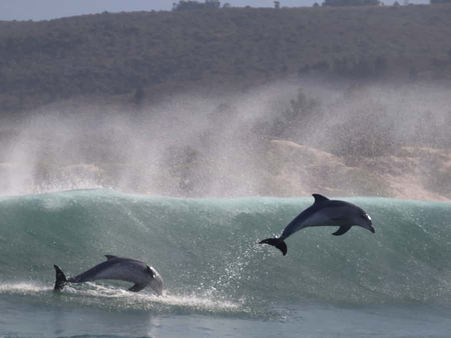 Plettenberg Bay: Dolphin and Marine Boat Tour - Cruising inside Robberg: geology from a new angle