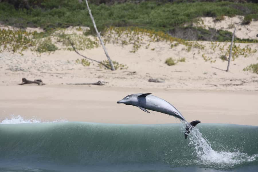 Plettenberg Bay: Dolphin and Marine Boat Tour - The return run: Robberg Beach and local history cues