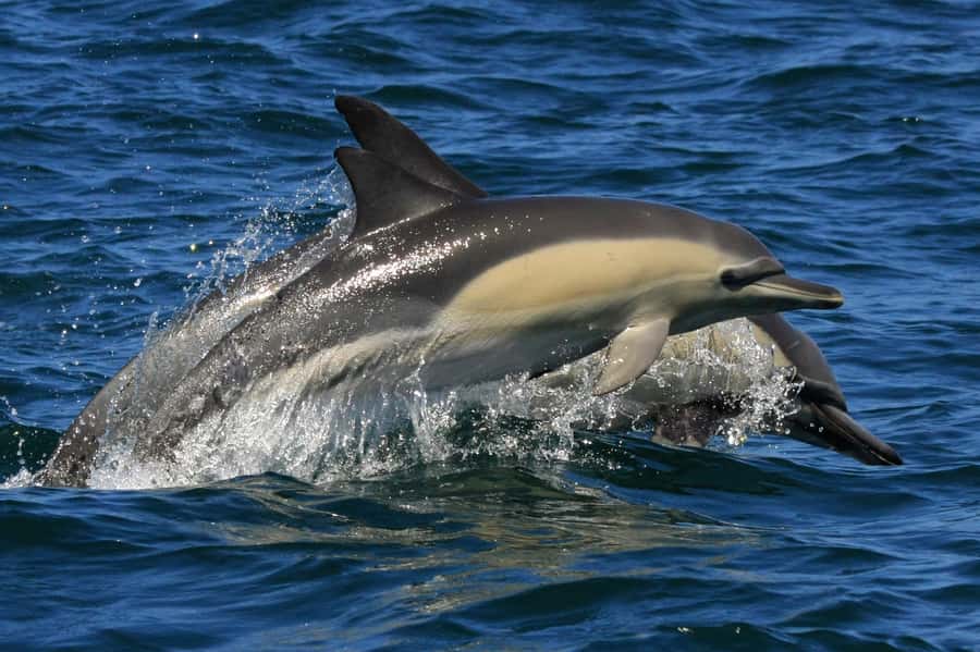 Plettenberg Bay: Dolphin and Marine Boat Tour - Landing on Central Beach: a fun finish you will remember