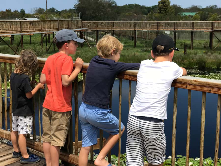 Plettenberg Bay: EcoKidz Family Wildlife Tour - Spotting African wild cats and the full cat lineup