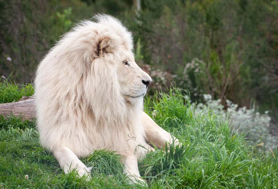 Plettenberg Bay: EcoKidz Family Wildlife Tour - The EcoKidz booklet quizzes and take-home certificate