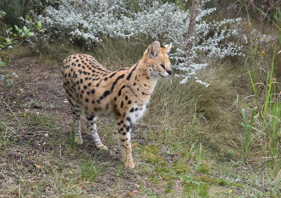 Plettenberg Bay: EcoKidz Family Wildlife Tour - Who should book EcoKidz, and who might want a different plan